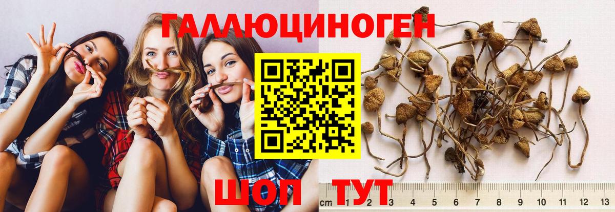 Псилоцибиновые грибы прущие грибы Сосновый Бор